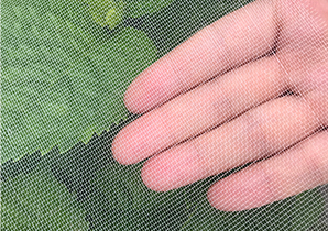 40目薄網(wǎng)布